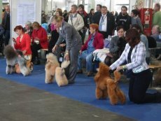 Evropská výstava psů 2008 - European Dog Show 2008