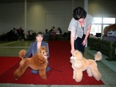 Výstavy 2008 - Dogshows 2008